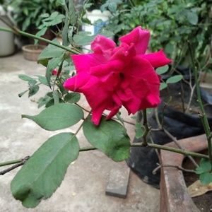 Meet your Posher, Manali